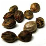Семена марихуаны АК-47  (Seeds AK-47) в Болотном